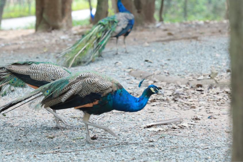 全球学子嘉游赣线路,全球学子嘉游赣文创设计