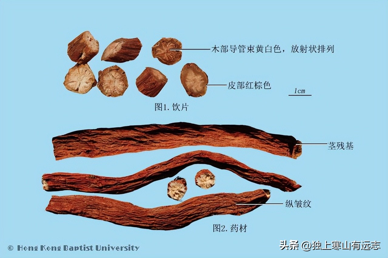 人参的种类和功效大全,人参第一名