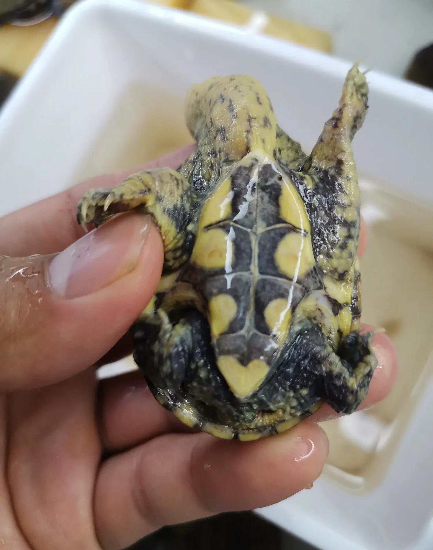 养龟上瘾,养龟人有什么特征