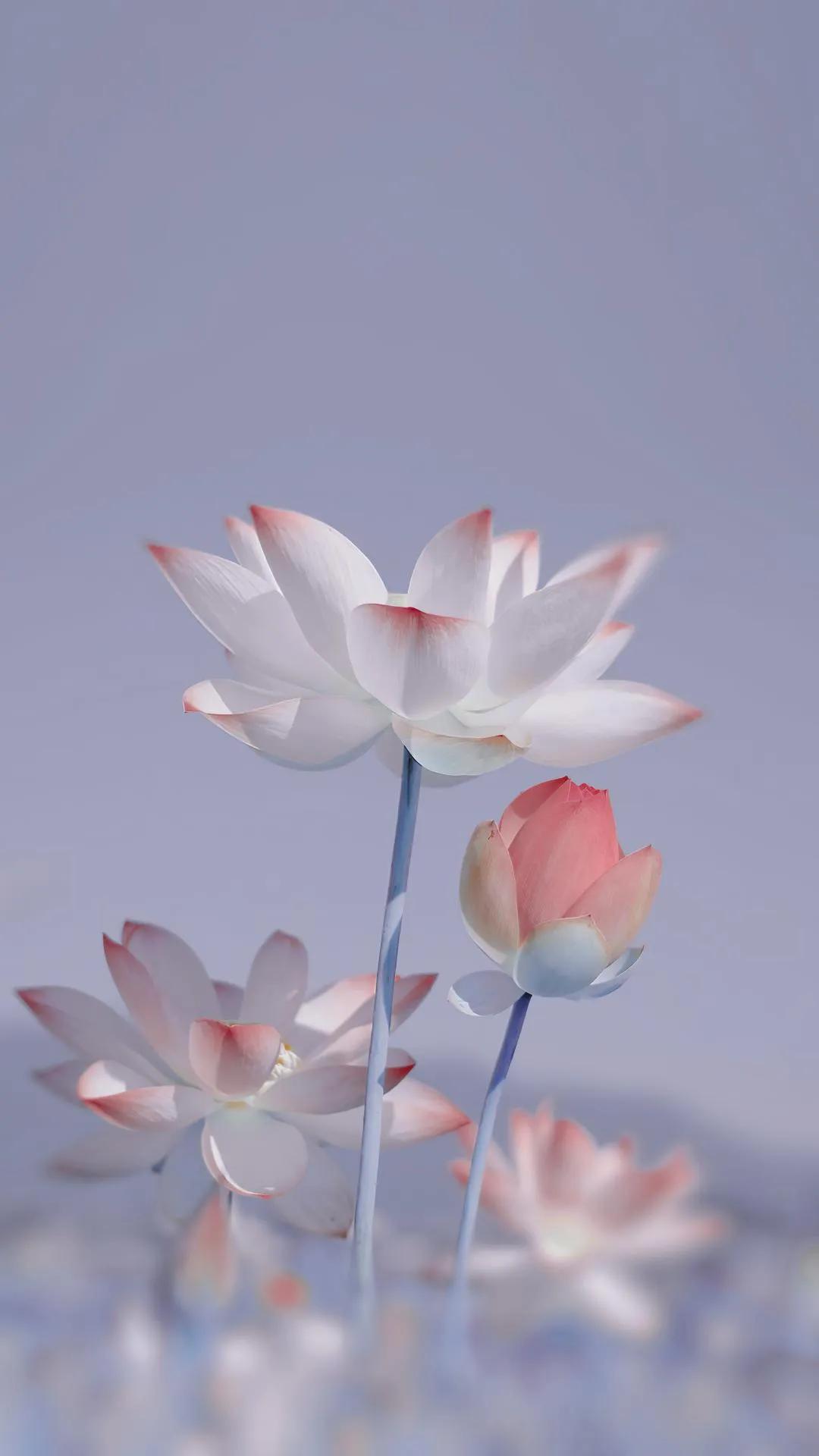 春树的人生格言书籍,人生书籍里的经典语录大全