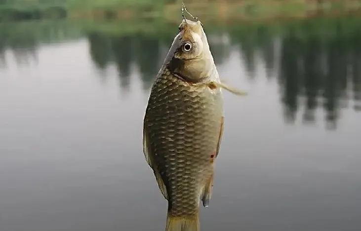 超灵敏短子线双钩,短双子线双钩