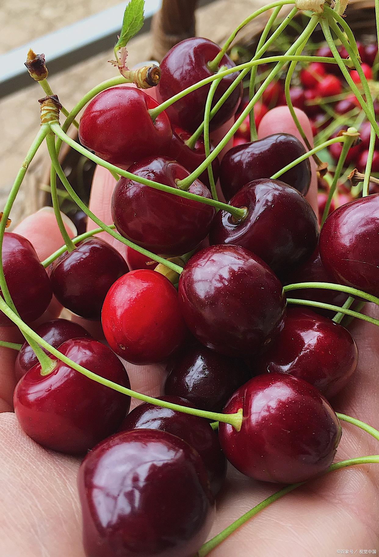 运输京津冀的车厘子,智利车厘子每年向中国输送多少