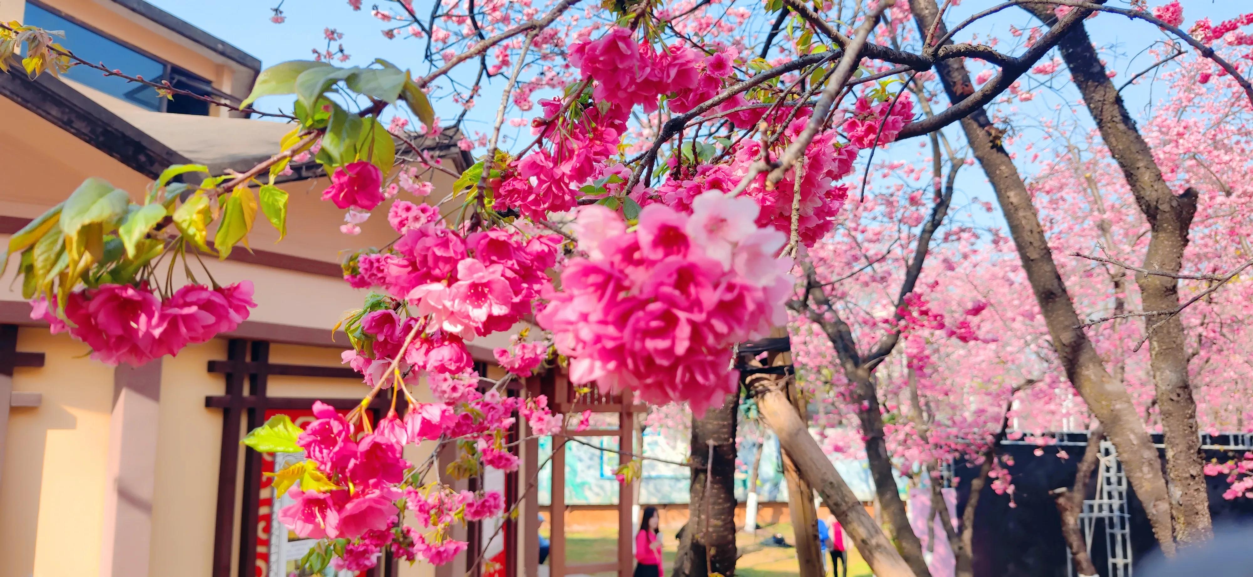 云南旅游攻略天气,云南旅游攻略6天5晚买一送一