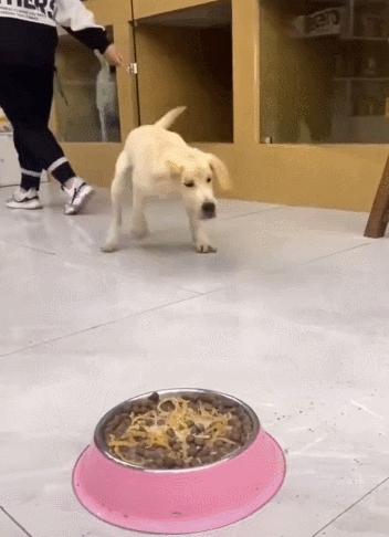 狗狗毛发少怎么办,狗狗毛特别稀少怎么办