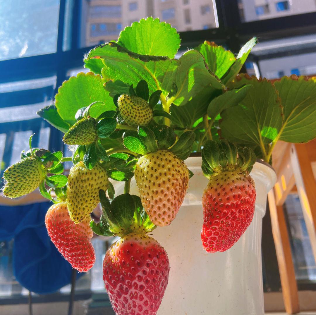 家庭客厅养什么花好看又旺财,客厅最吉祥的三种花