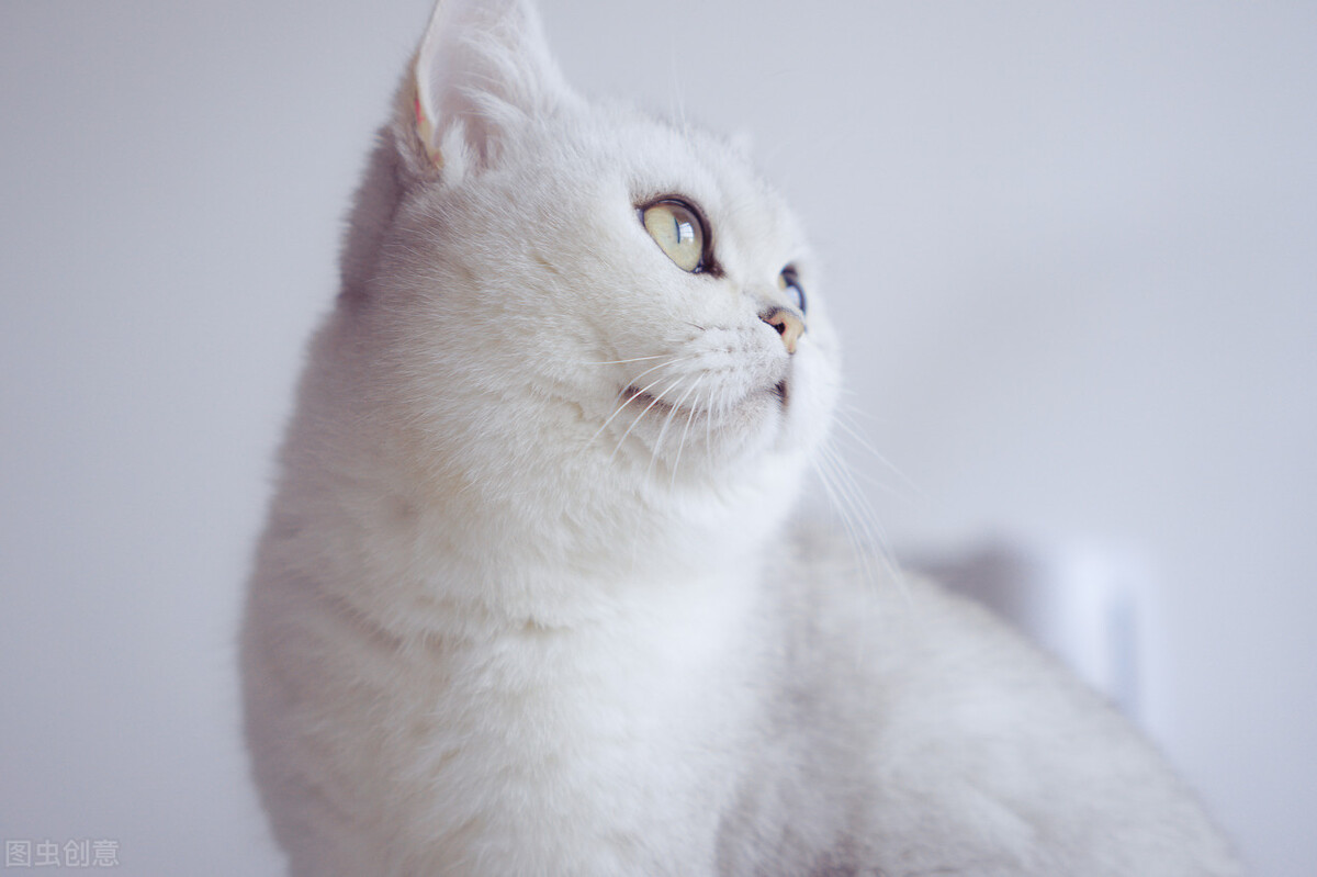 科学养猫攻略之新手养猫注意事项,养猫攻略养猫之前要知道的10件事