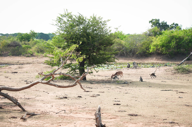 斯里兰卡旅游攻略必去景点,斯里兰卡旅游攻略最佳时间