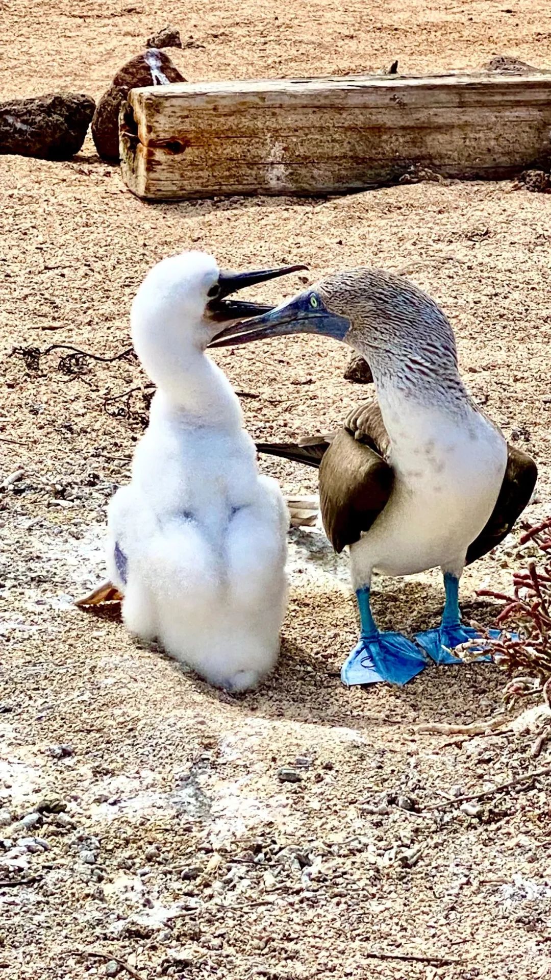 去神秘小岛探险,去神秘岛探险视频
