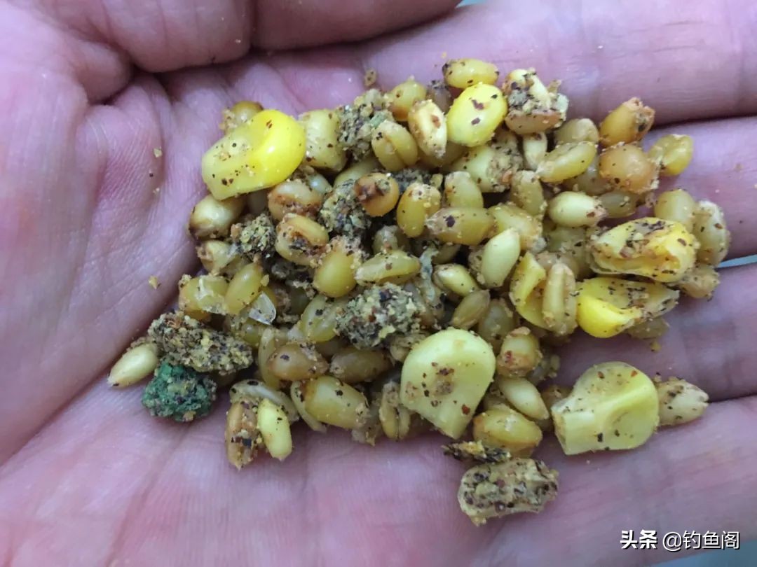 水质太肥鱼该怎么钓,水太肥了鱼不开口怎么钓