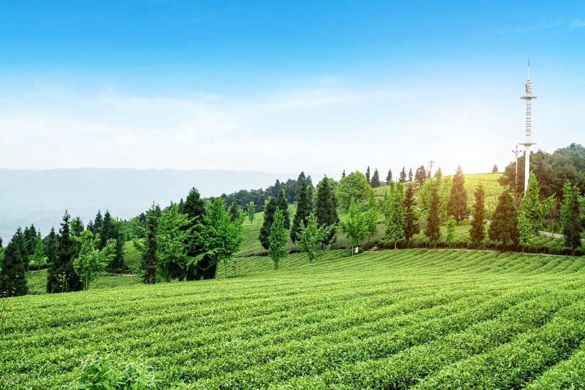 2023年秋季农民致富的五大机会与策略