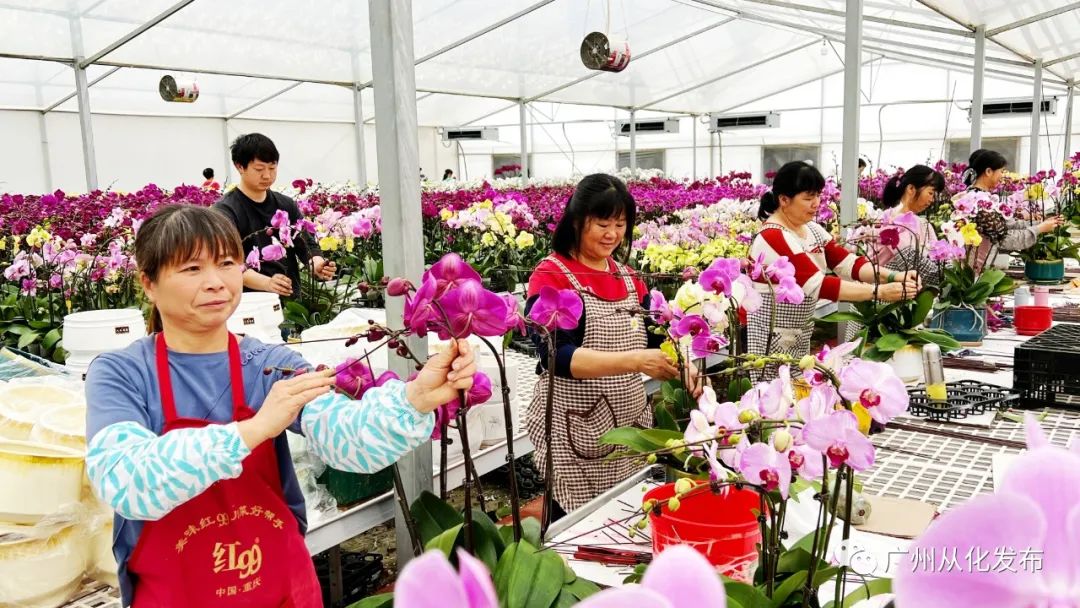 广州从化大旺兰花基地,兰花基地赏花