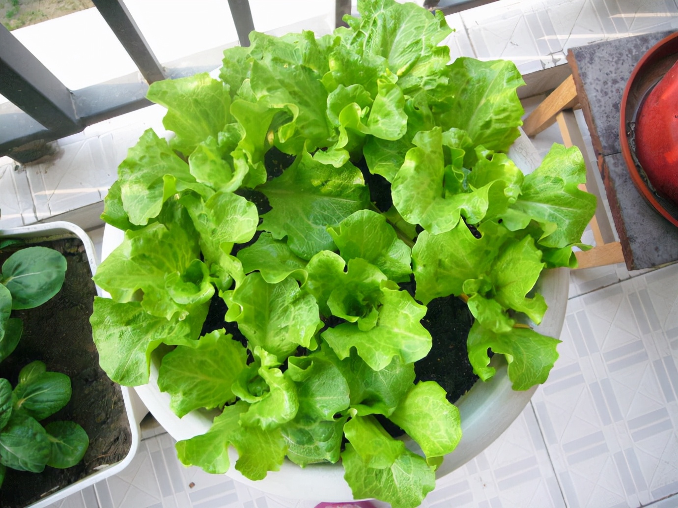 阳台种菜可以多茬采收,在阳台种菜最快采收的五种蔬菜