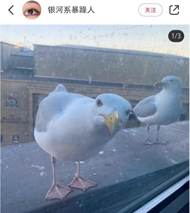 喂过一次大连海鸥，人类就要为自己的弱小羞愧