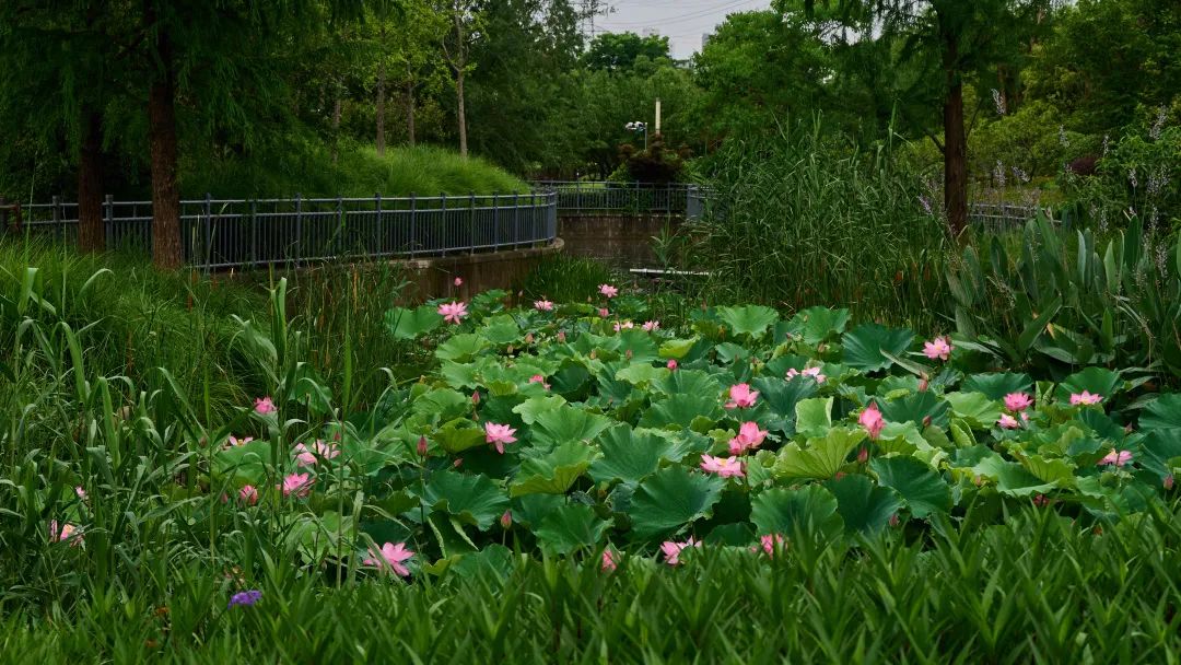 鸭戏荷叶间，中环绿廊等你来赏荷