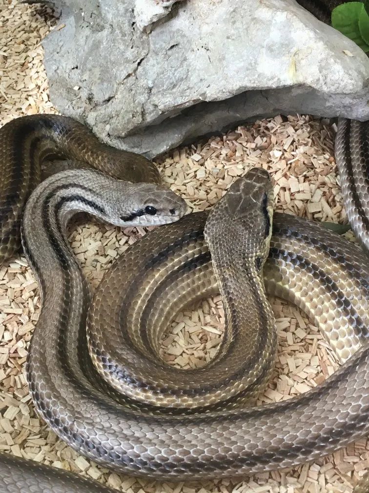 「原来欧洲有这么多种蛇？！」偷师卡塞尔的豢龙大师·下