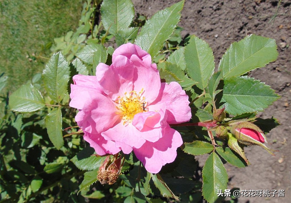 黄色月季哪个品种耐热耐晒抗病强,最耐热耐晒的切花藤本月季品种