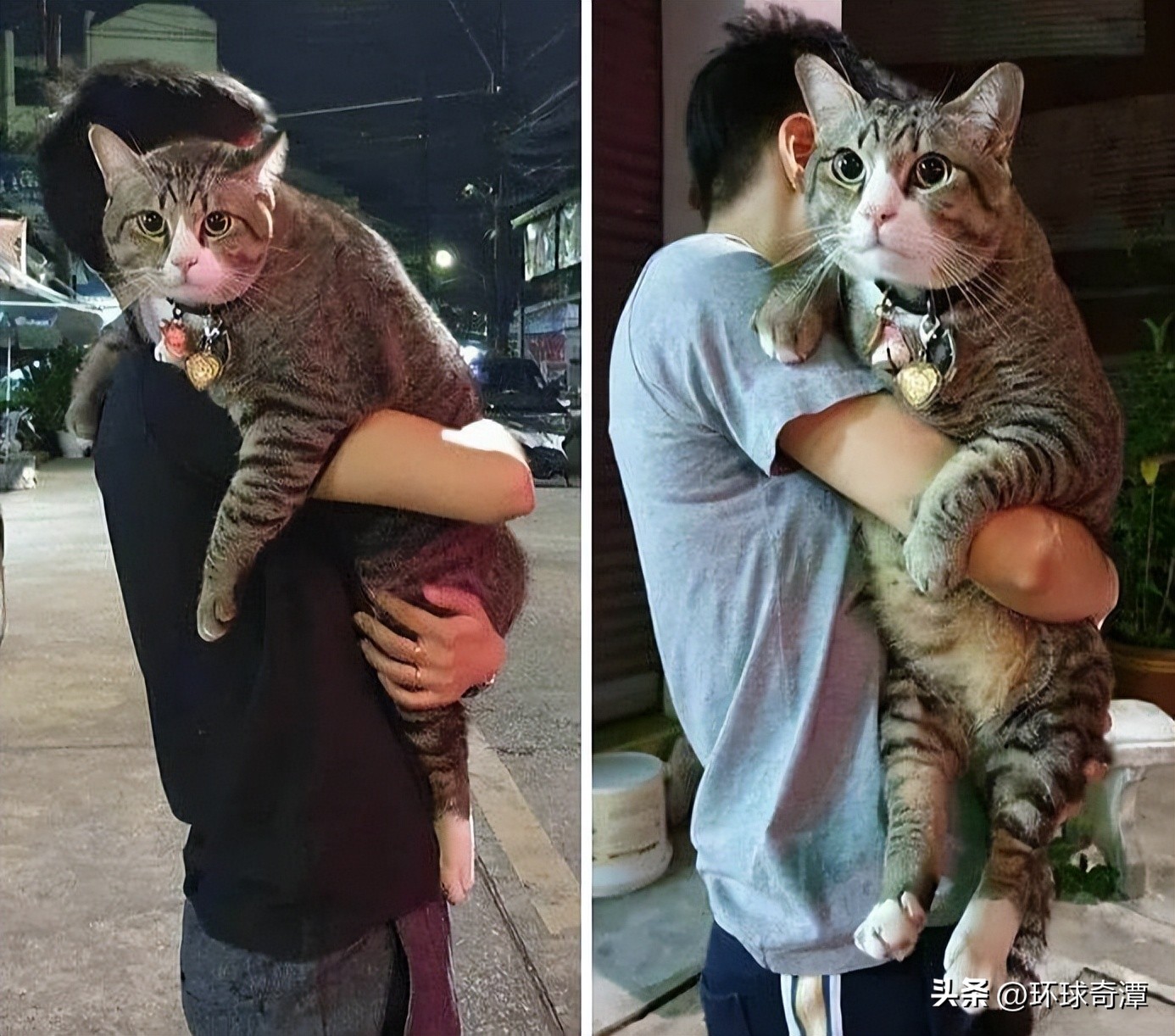 自然界中的庞然大物,自然界奇形怪状的东西