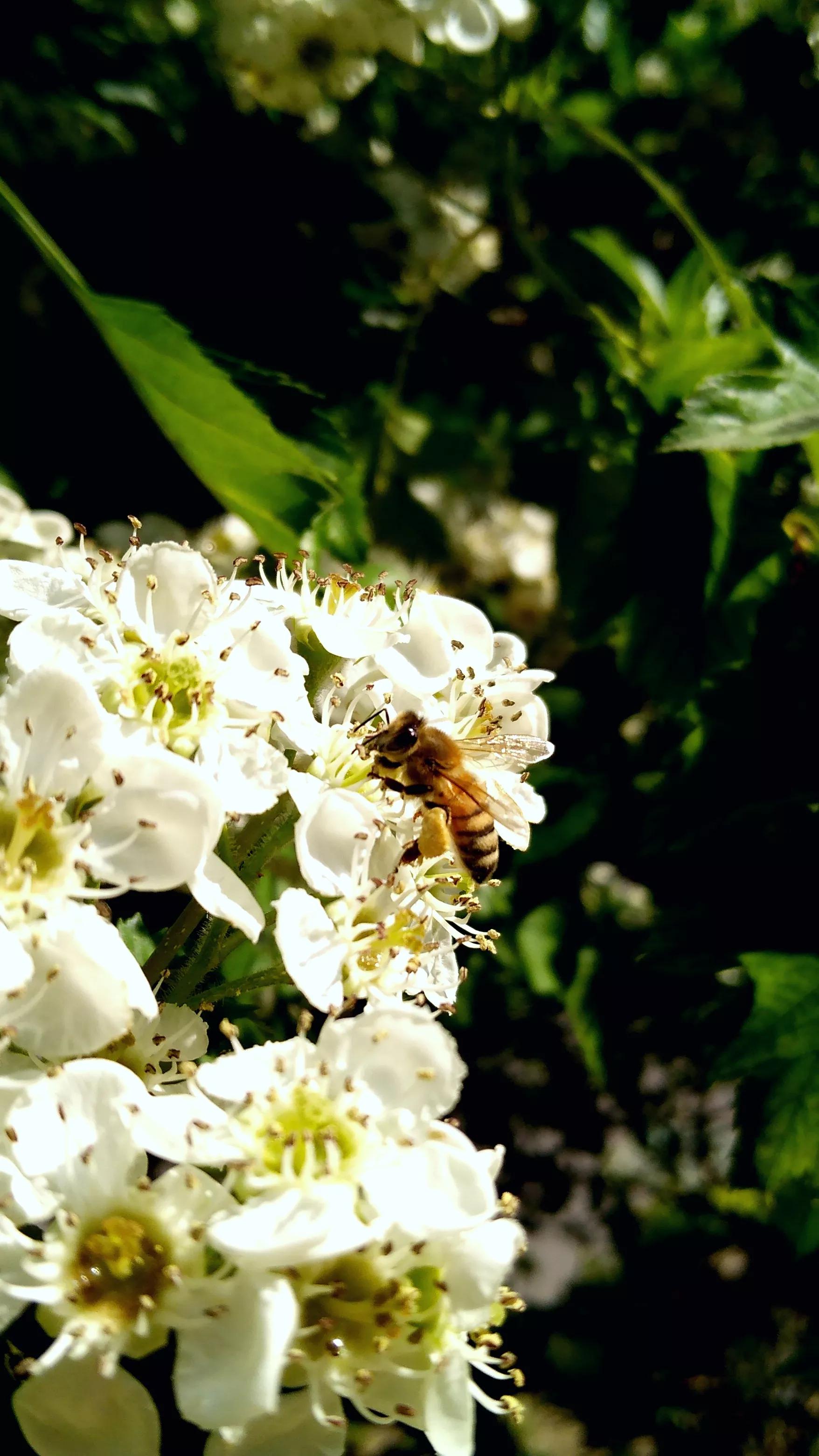 小小蜜蜂采蜜忙,小蜜蜂采蜜忙下一句