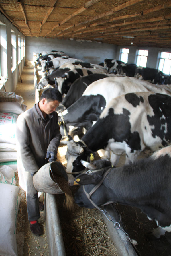 奶牛规模化养殖场建设方案,奶牛养殖场建设的标准是