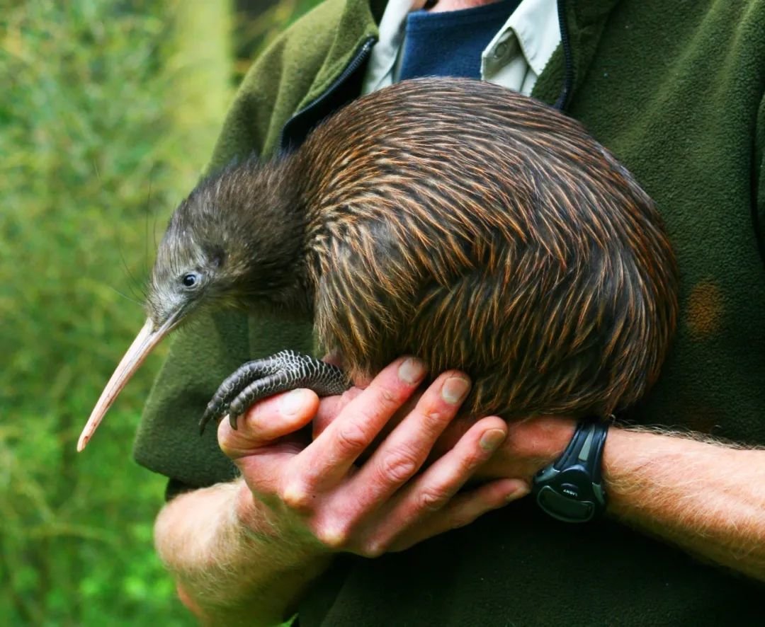 新西兰真实的视频,新西兰最新生活真实状况