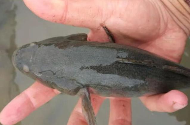 80亩水塘养鱼一年能挣多少钱,老汉养鱼年入千万