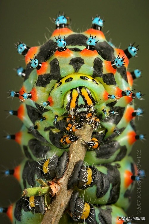 35张悲惨动物照：悲惨小象被捕兽夹弄断鼻子，章鱼被塞进西瓜做菜