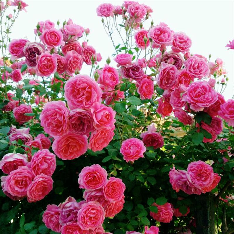 5多头藤本月季,50种漂亮月季