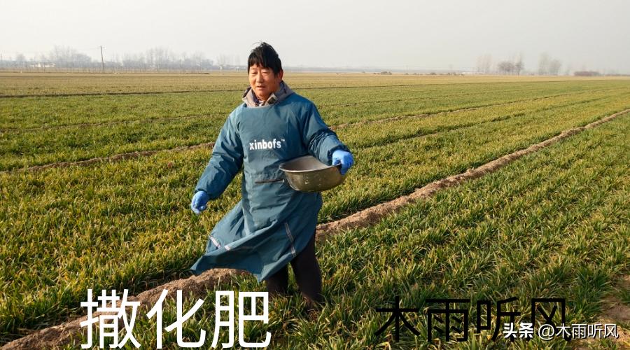 小麦种稠了年前怎样管理,今年种的小麦稠了怎么办