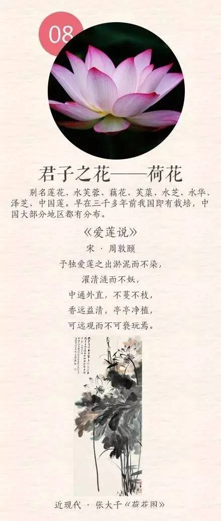 中国传统十大名花排名及文化内涵,中国十大名花惊艳世界