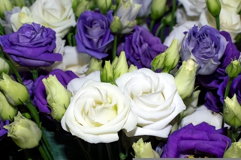 在520当天还有超浪漫的赠花活动,520只送女朋友花合适吗