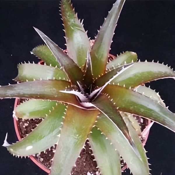 102个大类近500个多肉植物图片，都极其美丽，建议在家中也养一盆