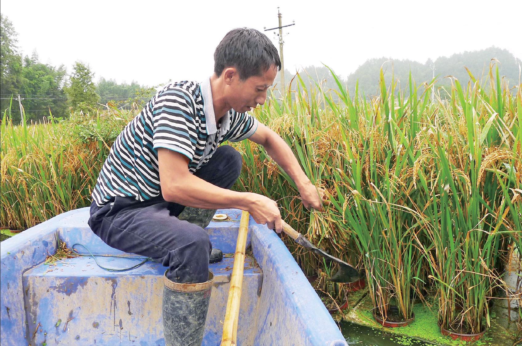 种稻养鱼高产技术,水上种稻水下能养鱼吗
