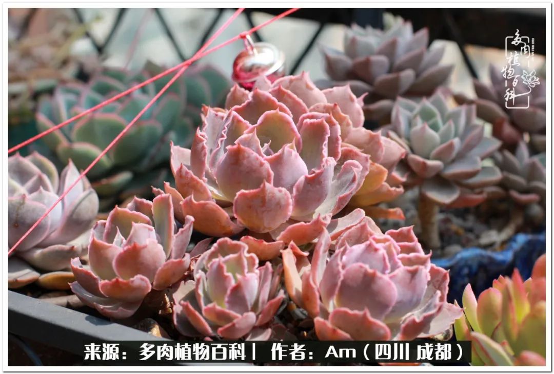 多肉小盆友生活多姿多彩,多肉小精灵福享不停