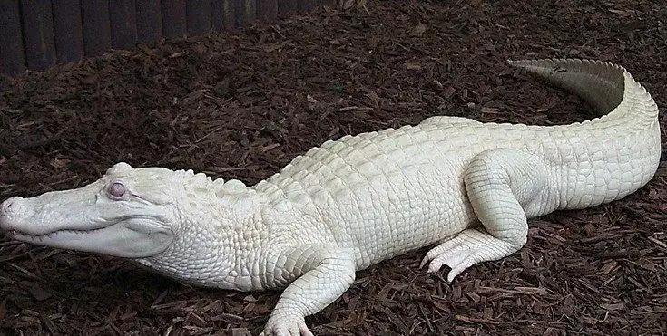 内蒙古罕见的白狼,内蒙古白狍子