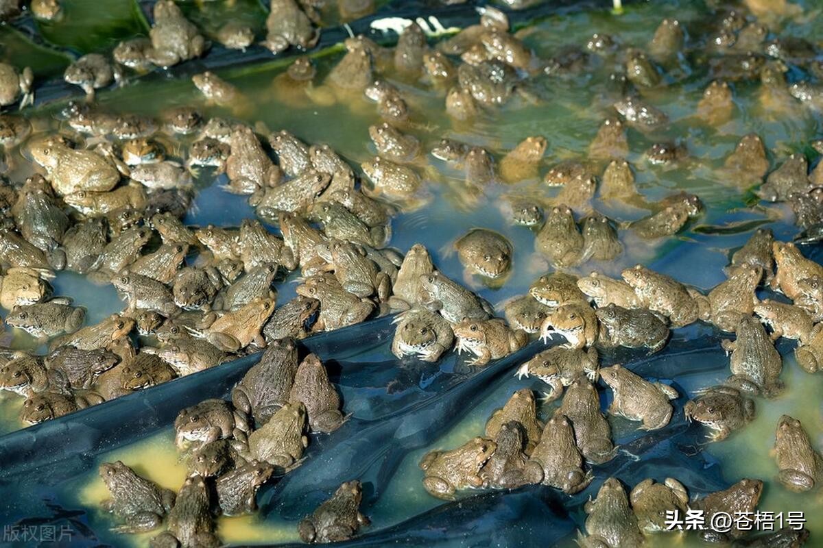 养殖青蛙蝌蚪病防治,青蛙六种常见病的治疗