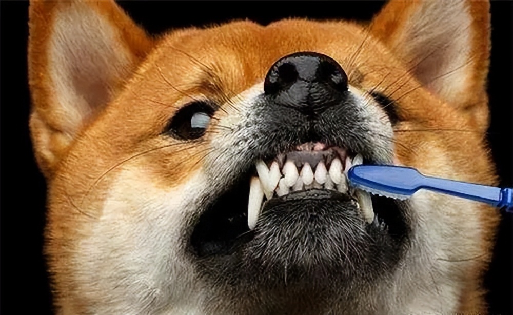 狗狗口腔溃疡特效药,狗狗口腔溃疡怎么办