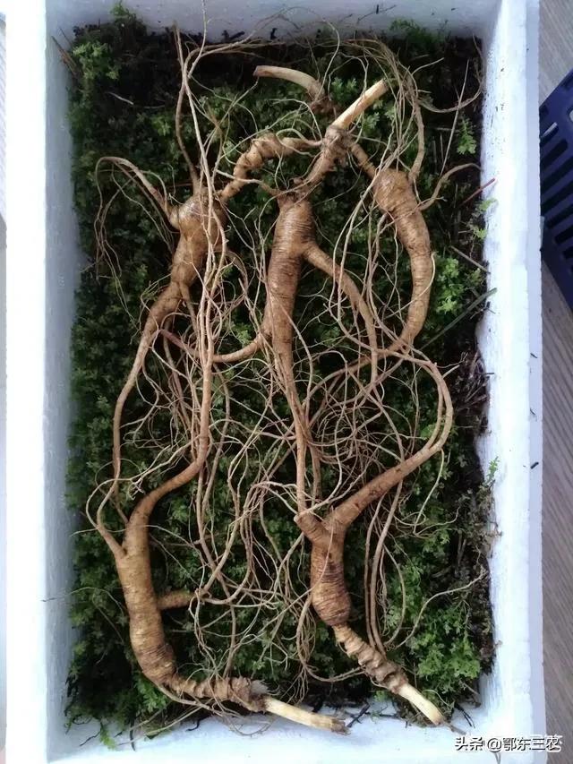 野生东北人参功效贵不贵,东北买的几块钱一根的人参怎么样