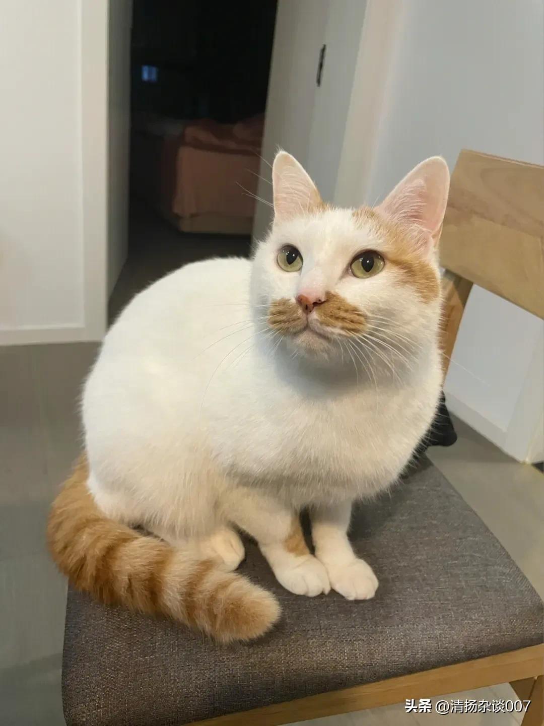 中华田园猫的品种介绍和图片大全,中华田园猫的眼睛是什么颜色的