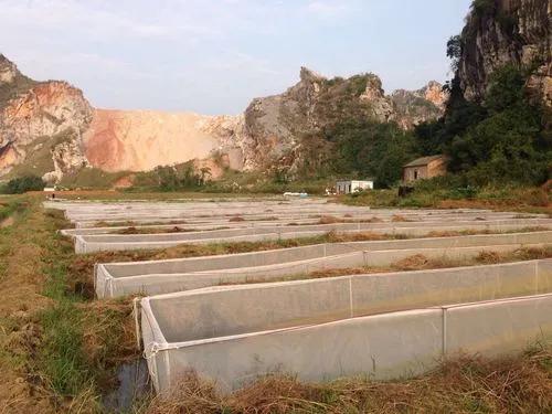 养殖水蛭一年能挣多少钱,致富经养水蛭赚500万