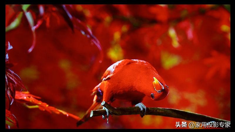 索尼xw5000投影机评测,索尼kvpl-xw5000投影