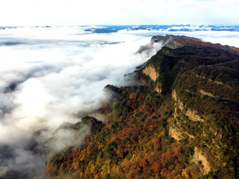 中国庭园风景区,中国庭园梨树