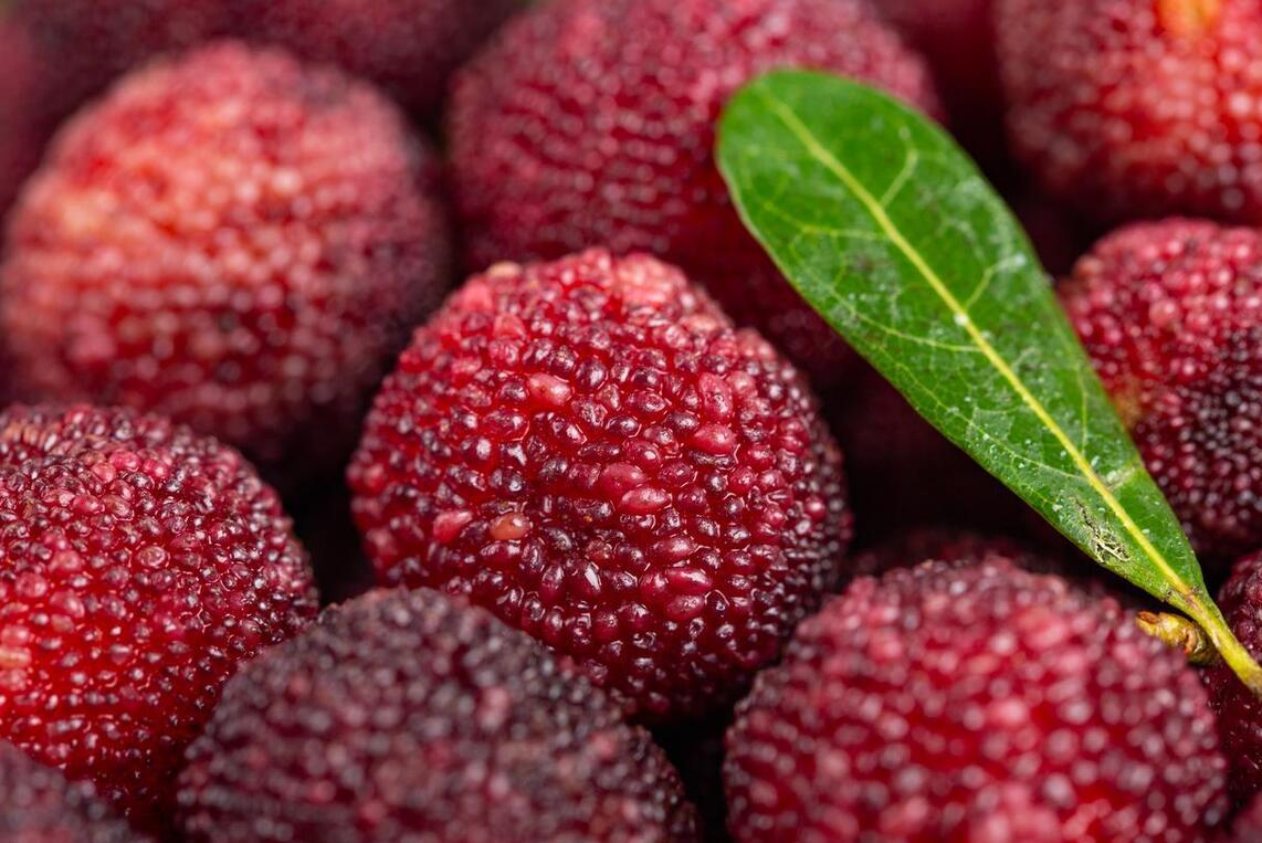 几月几号小暑喝什么除湿气,小暑时节喝什么茶最能消暑祛湿气