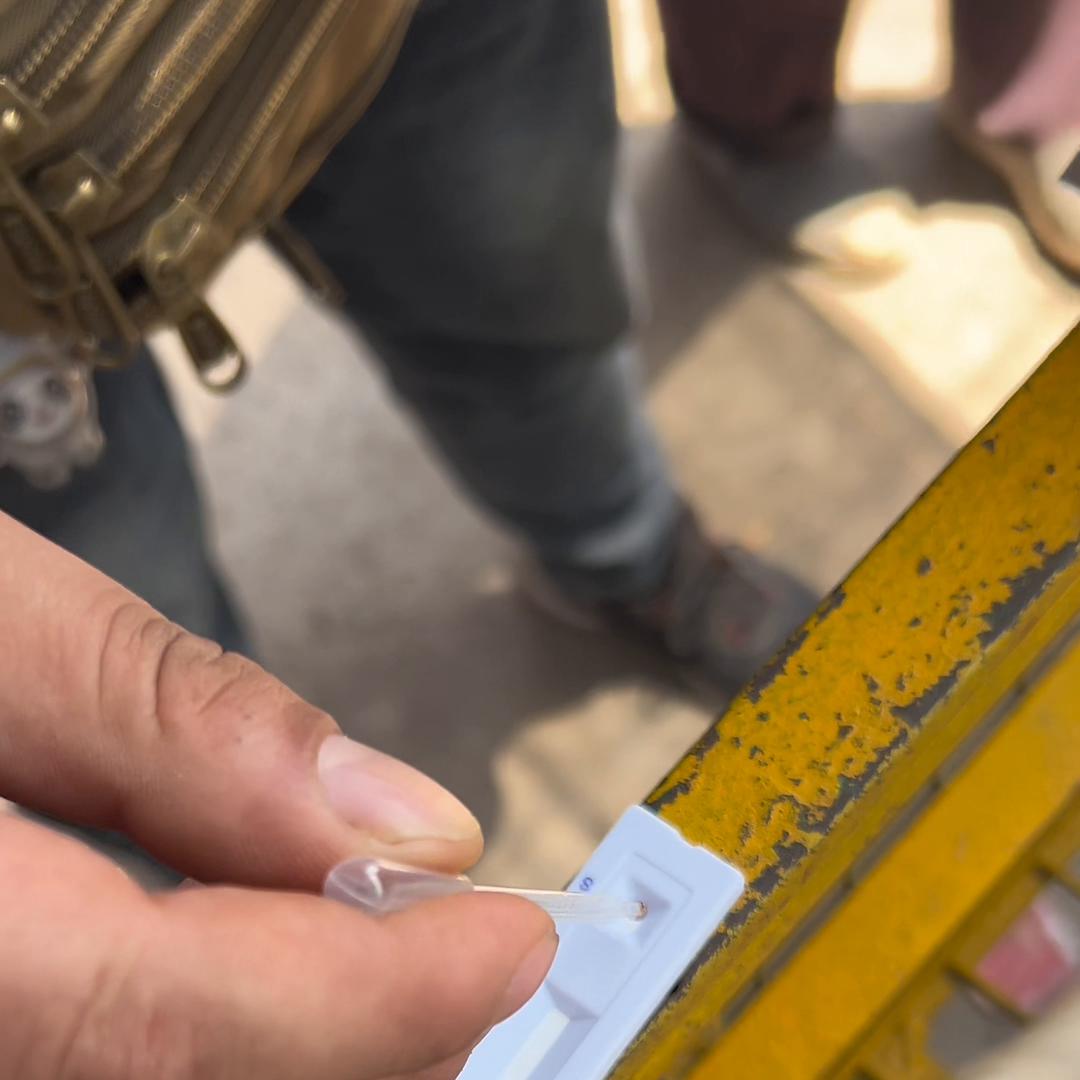 拉布拉多犬,拉布拉多犬的寿命多少年