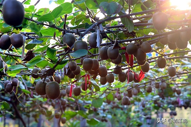今年猕猴桃树冻害哪个省严重,猕猴桃如何防霜防寒