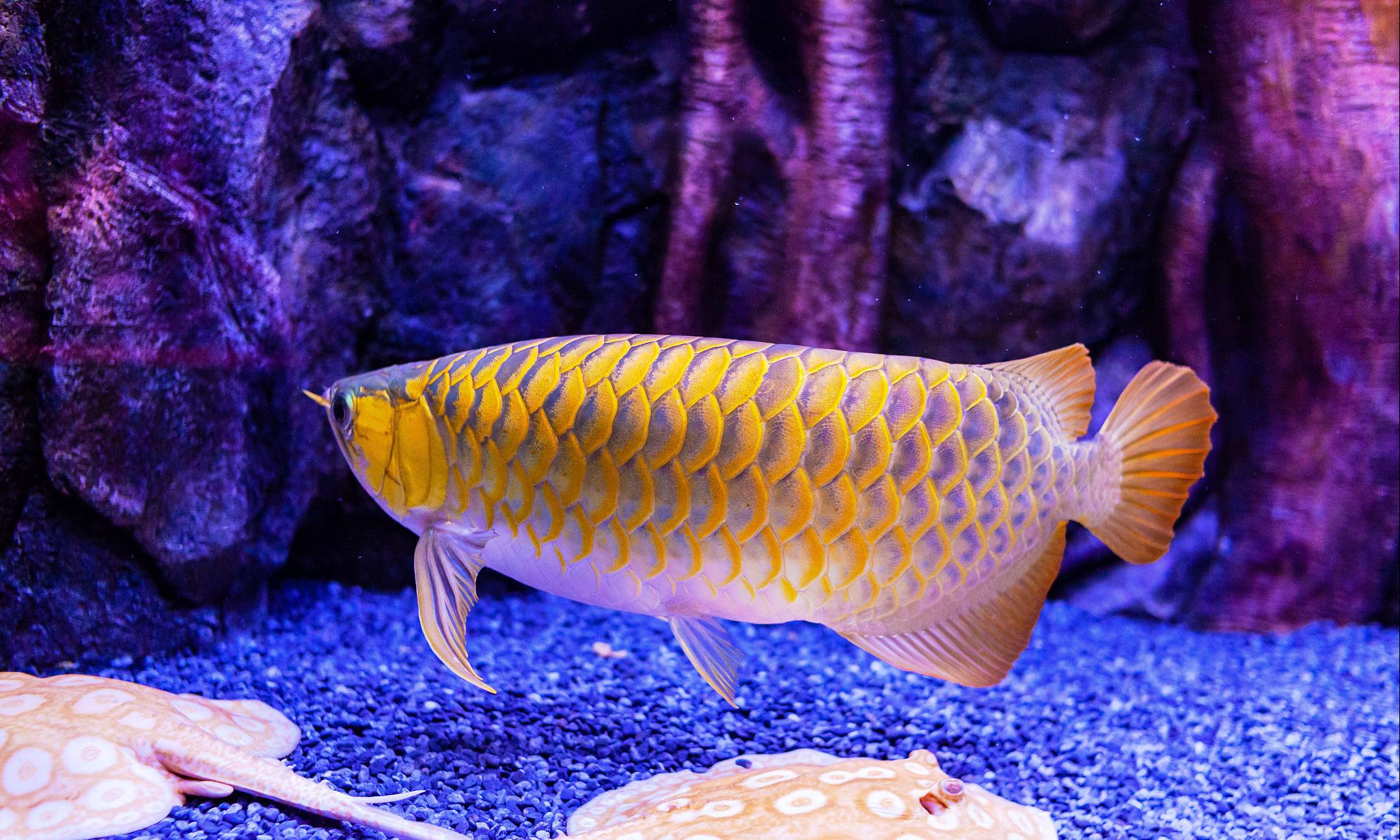 龙鱼失鳔是什么原因,龙鱼失鳔怎样治疗