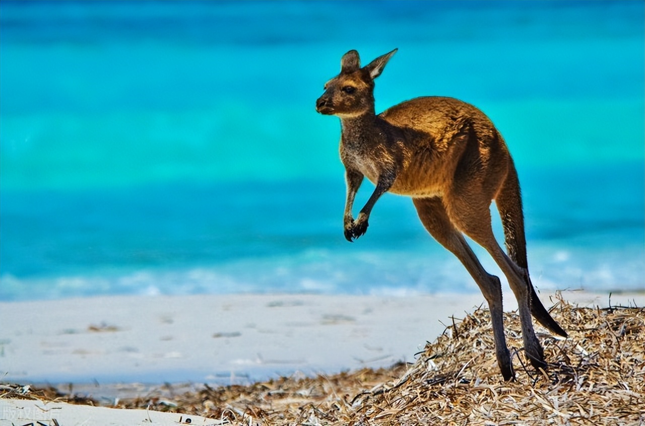 袋鼠整天一跳一跳的不伤膝盖吗,袋鼠一直跳