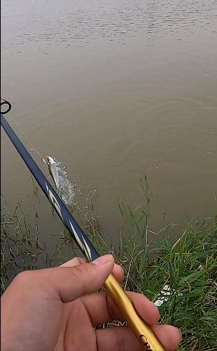 达瓦822ms路亚竿配什么轮子,达瓦火蜥蜴822ml