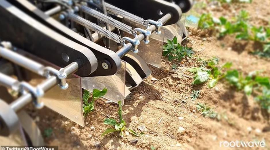 新买的房子花园里发现了日本虎杖，他成功起诉卖家，赔偿12万英镑