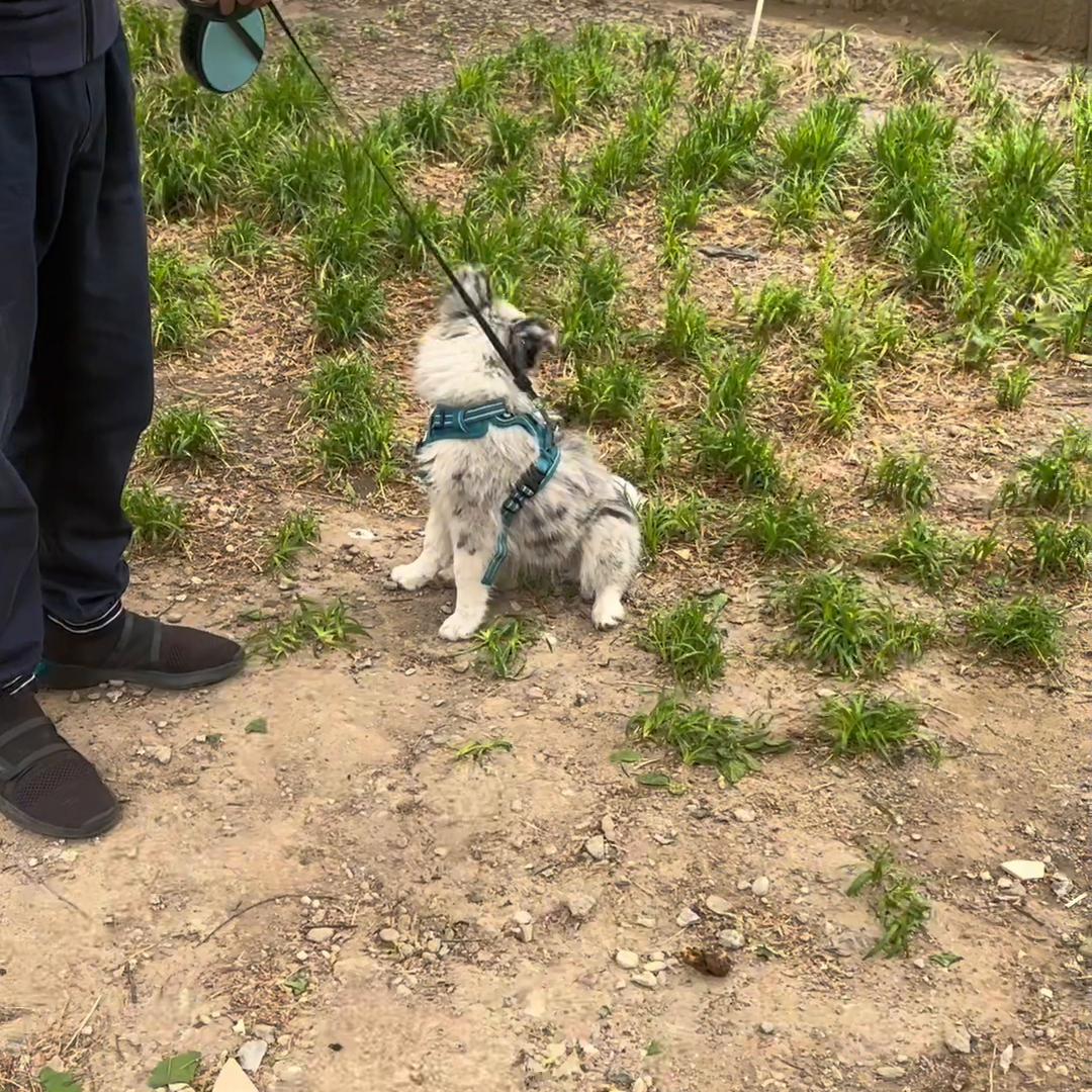 训练边牧捡东西回来,喂养小狗边牧