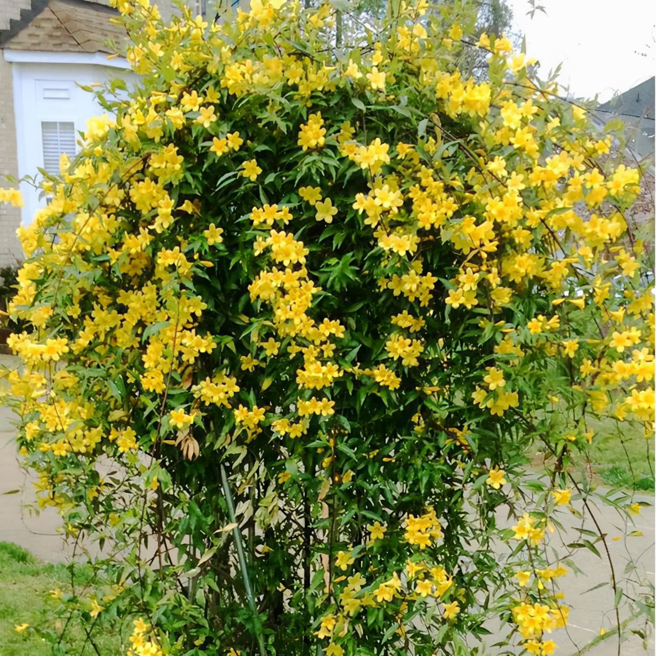 养花就养这几款花朵,养花大全喜阴的花卉